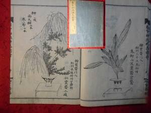 Amazon.co.jp: 古書・絵入り和本 挿画多数 袁中郎流挿花圖會 續篇五